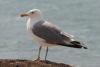 larus-cachinnans_02_t1_1.jpg