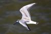 larus-ridibundus_02_t1.jpg