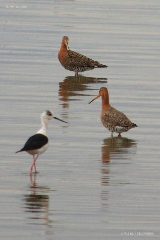 limosa-limosa_01.jpg