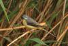 motacilla-cinerea_01_t1.jpg