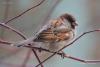 passer_domesticus_02_t1.jpg
