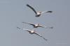 pelecanus-crispus_01_t1_1.jpg