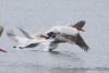 pelecanus-crispus_05_t1.jpg
