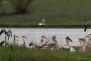 pelecanus-crispus_07_t1.jpg