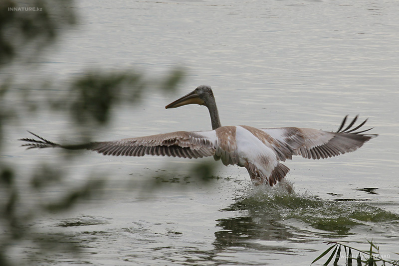 pelecanus_02.jpg
