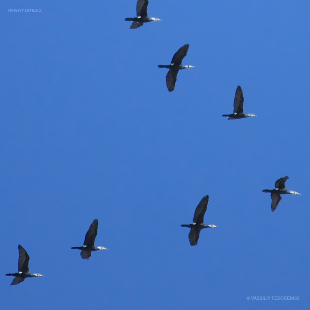 phalacrocorax-carbo_01.jpg