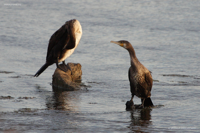 phalacrocorax-carbo_01_1.jpg