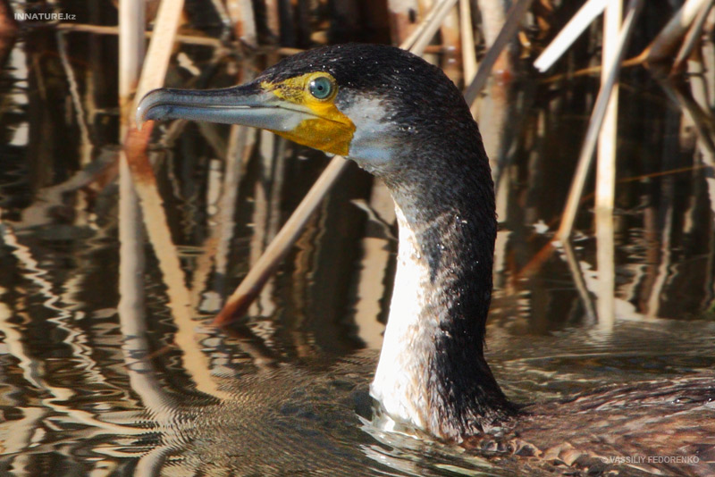phalacrocorax-carbo_01_3.jpg