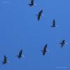 phalacrocorax-carbo_01_t1.jpg