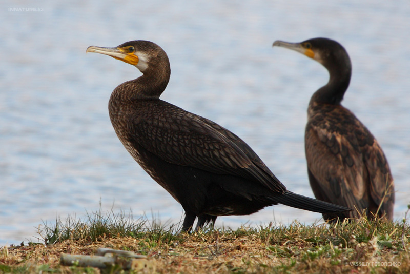 phalacrocorax-carbo_02_2.jpg
