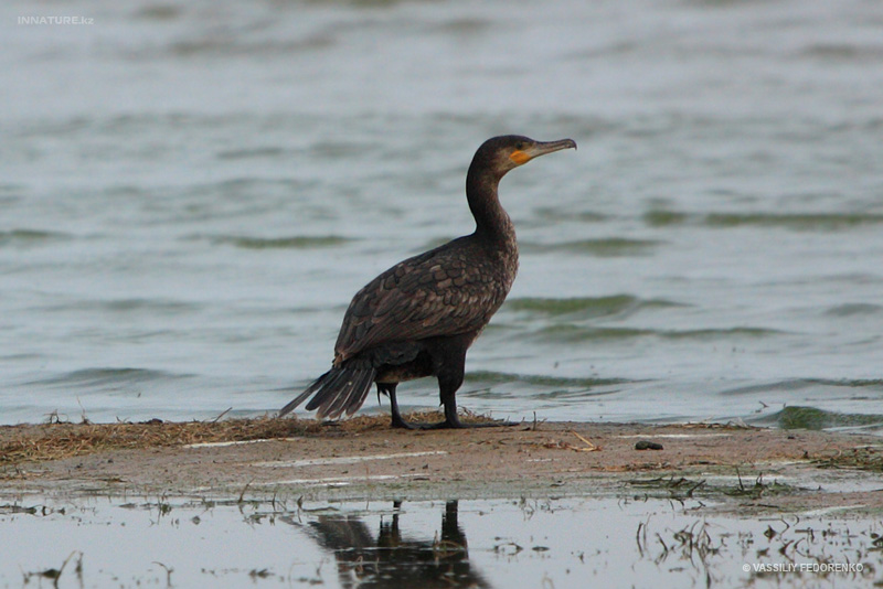 phalacrocorax-carbo_05.jpg