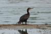 phalacrocorax-carbo_05_t1.jpg