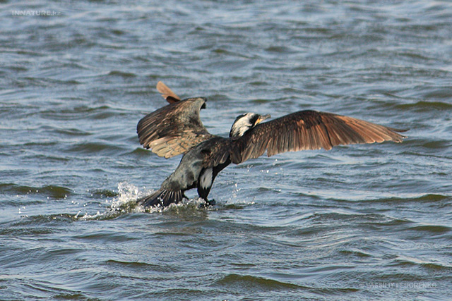 phalacrocorax_01.jpg