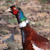 phasianus-colchicus_02_t1.jpg
