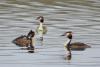 podiceps-cristatus_02_t1.jpg