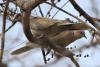 streptopelia_decaocto_t1.jpg