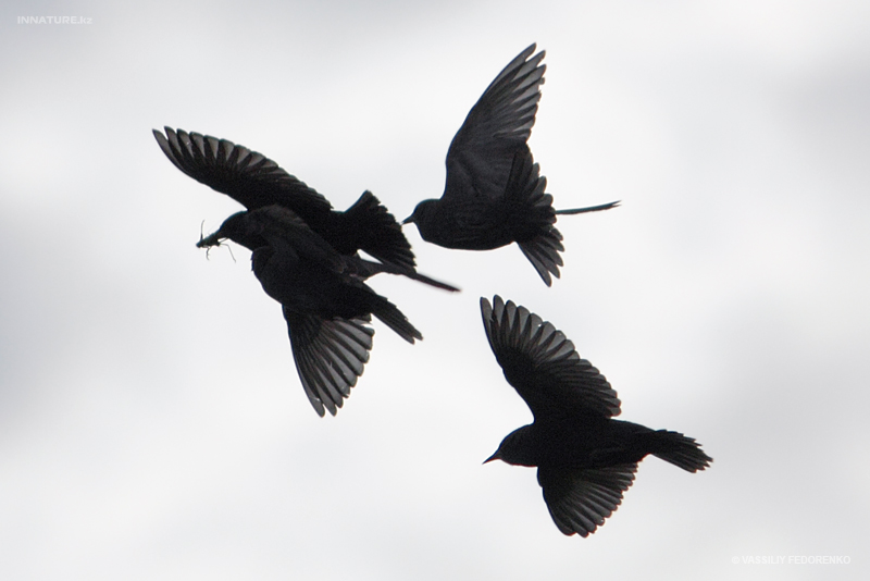 sturnus-vulgaris_01.jpg