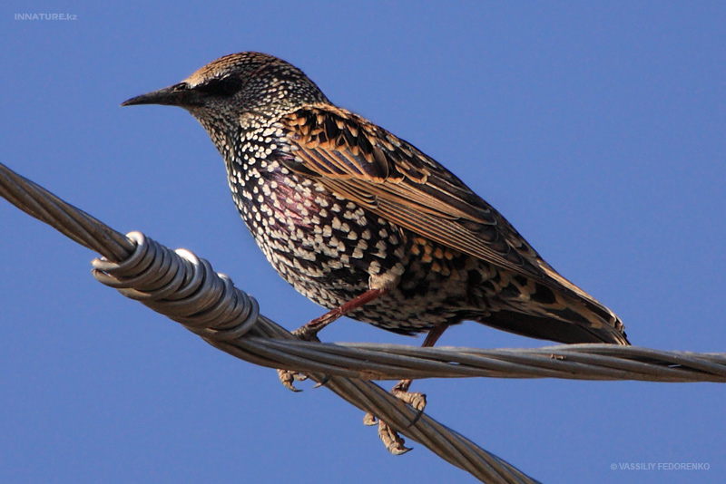 sturnus-vulgaris_01_1.jpg