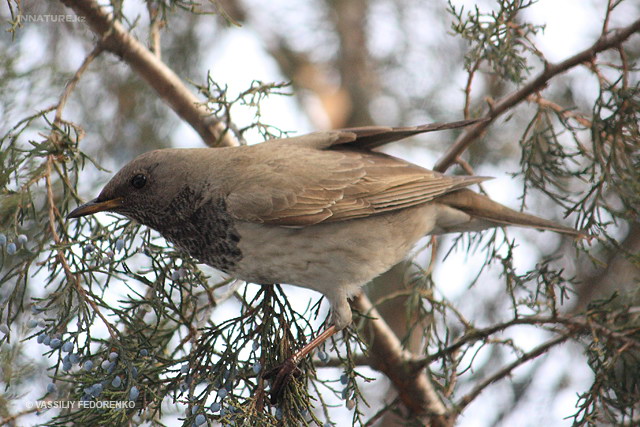 turdus_atrogularis_01.jpg