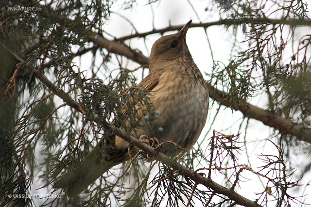turdus_atrogularis_03.jpg