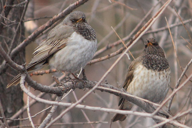 turdus_atrogularis_06.jpg