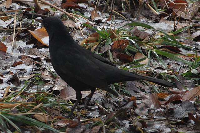 turdus_merula_02.jpg