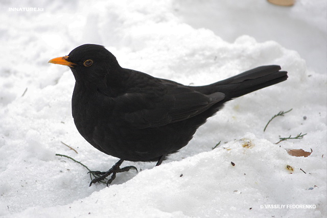 turdus_merula_04.jpg