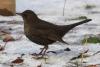 turdus_merula_05_t1.jpg