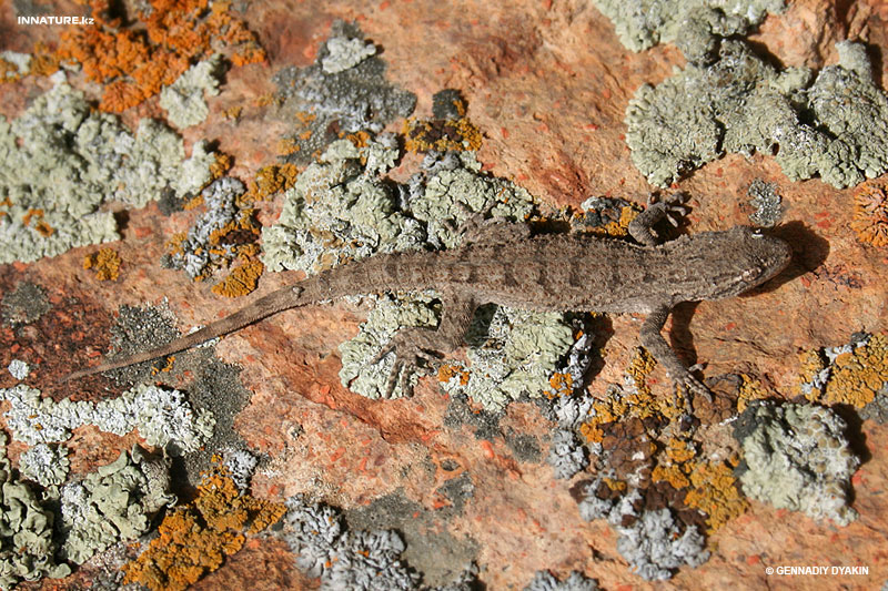 gymnodactylus-russowi_01.jpg