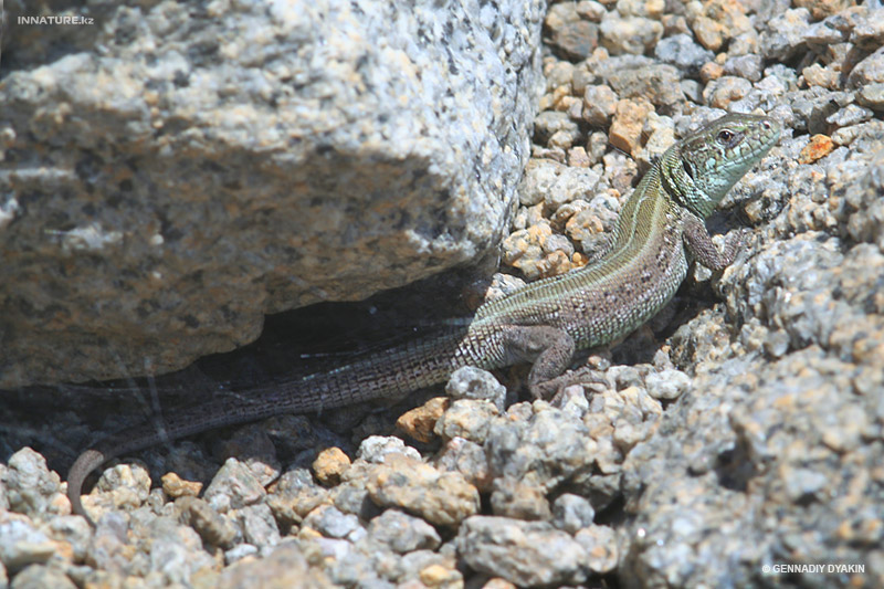 lacerta-agilis_02.jpg
