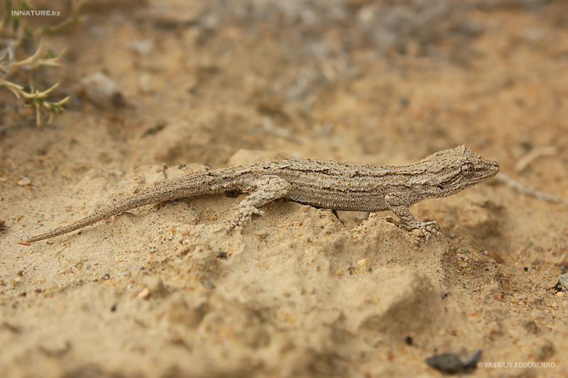 mediodactylus-russowii_01.jpg