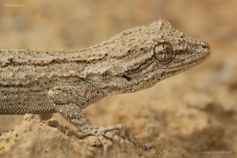mediodactylus-russowii_02.jpg