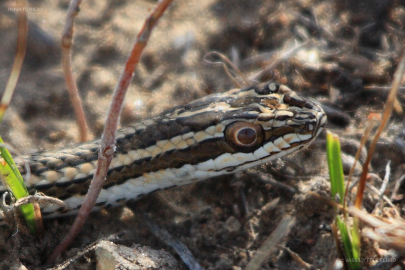psammophis-lineolatus_01.jpg