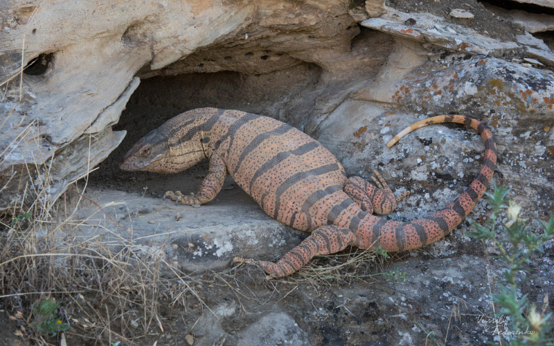 varanus-griseus.jpg
