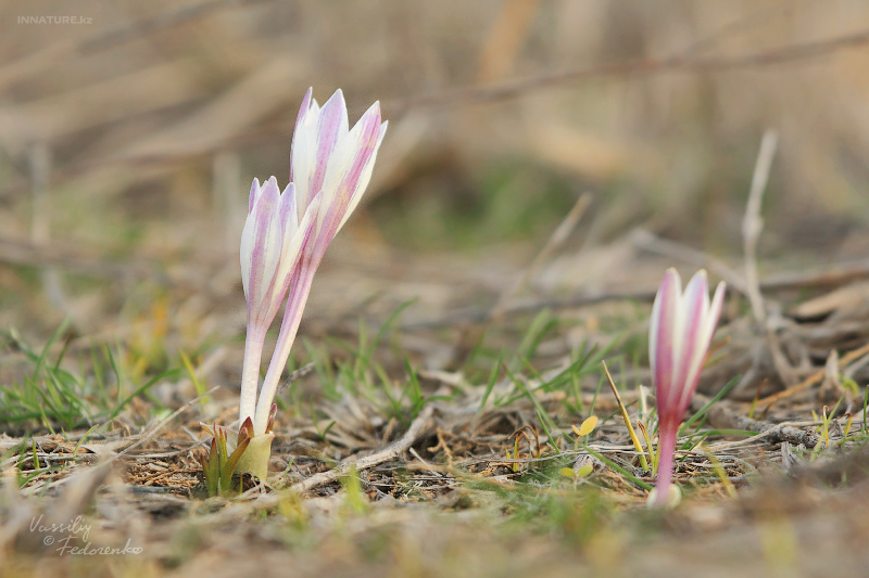 colchicum-kesselringii_01.jpg
