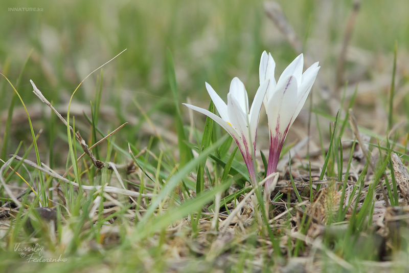 colchicum_01.jpg