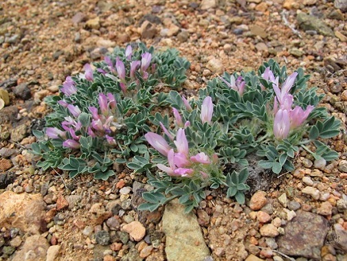 astragalus_borodinii.jpg