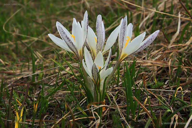 crocus-alatavicus_01.jpg