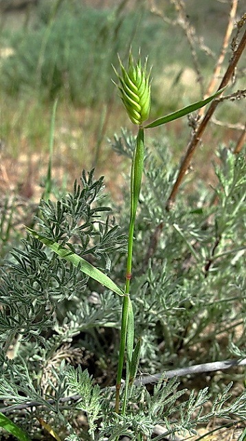 eremopyrum_triticeum.jpg