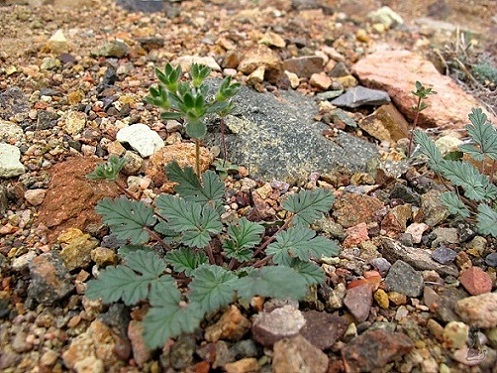 erodium_oxyrhynchum.jpg