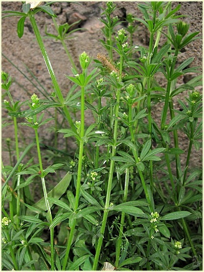 galium_aparine.jpg
