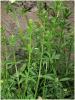 galium_aparine_t1.jpg