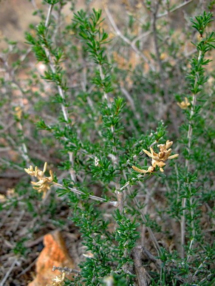 salsola_arbusculiformis.jpg