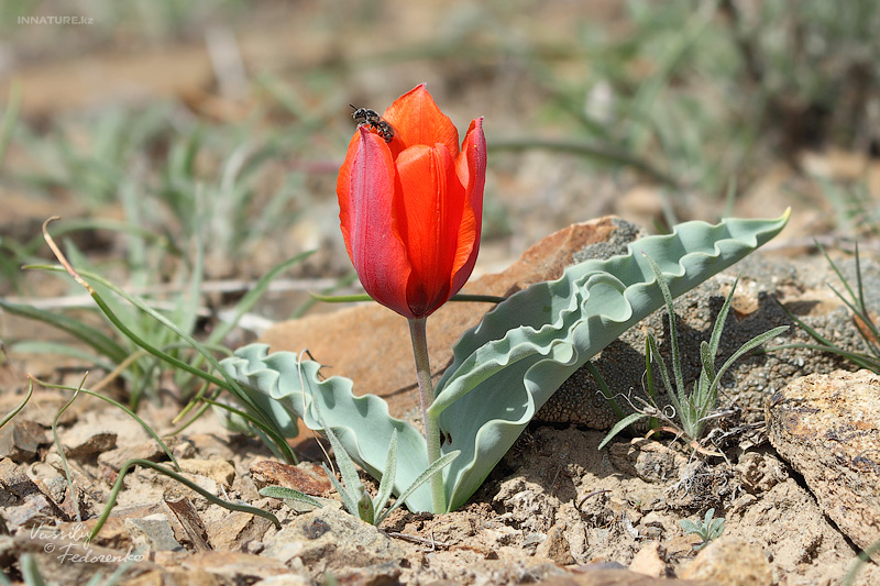 tulipa-alberti_01.jpg