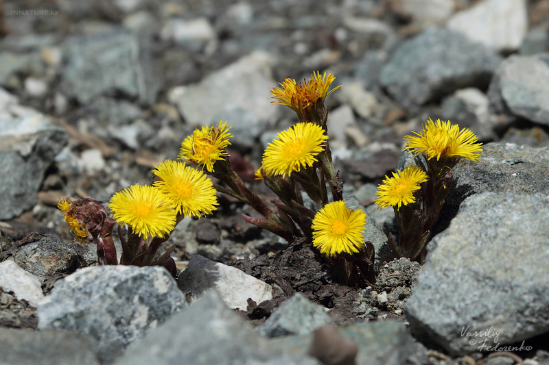tussilago-farfara_01.jpg