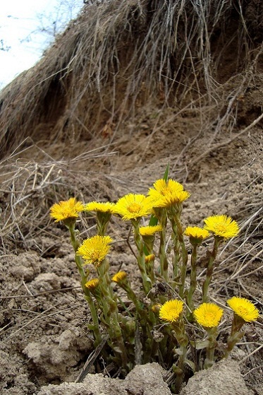 tussilago_farfara.jpg