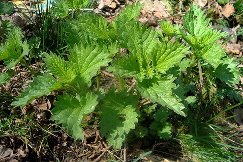 urtica_dioica.jpg
