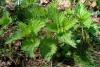 urtica_dioica_t1.jpg