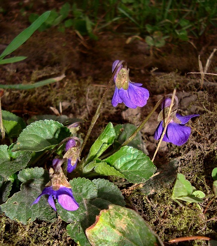viola_odorata.jpg