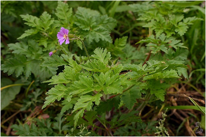 geranium_robertianum.jpg